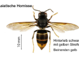 Meldungen von Asiatischen Hornissen